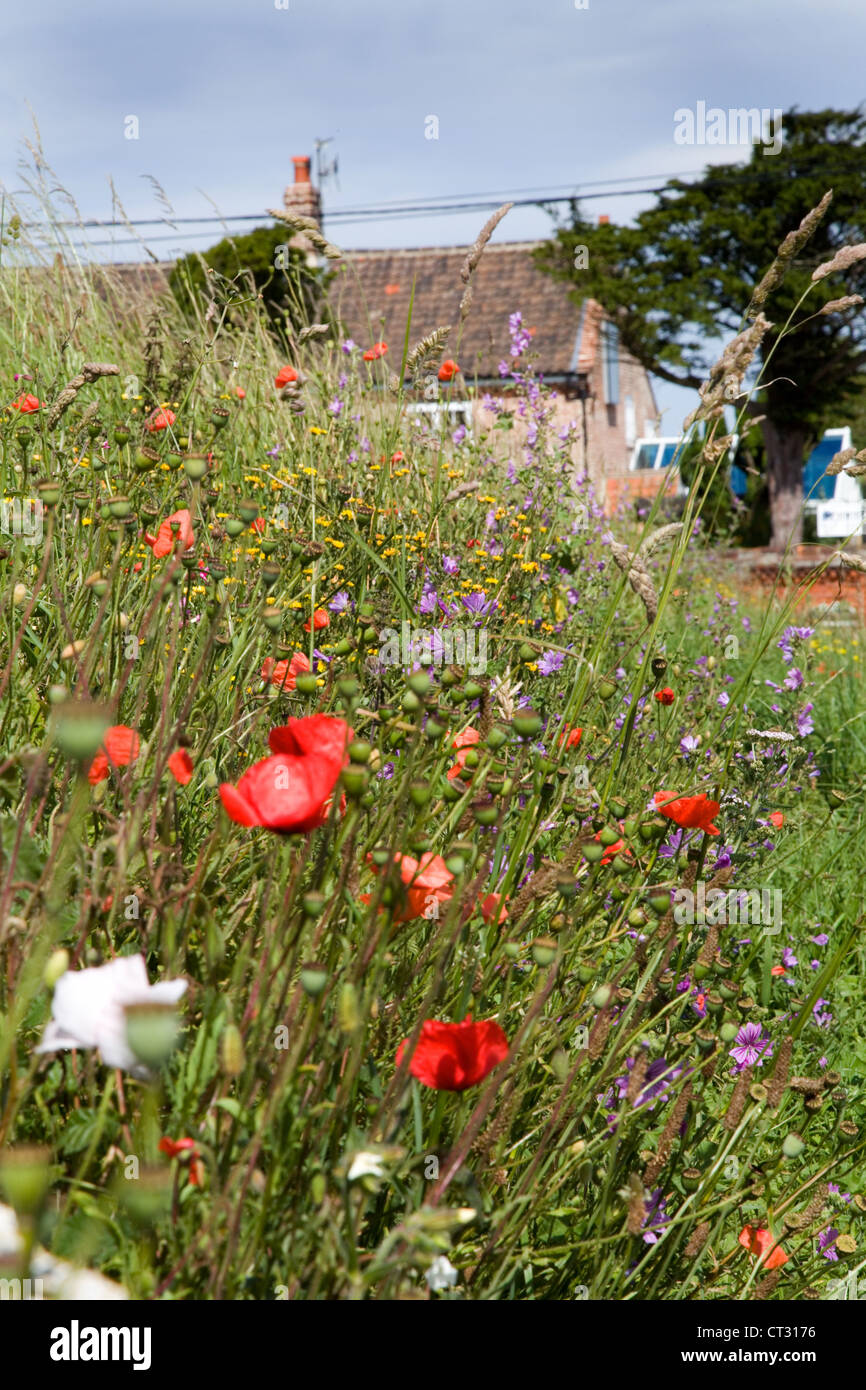 Roadside Verge. Poppies,Poppy & other British wild flowers at the roadside in rural Norfolk,UK. Stock Photo