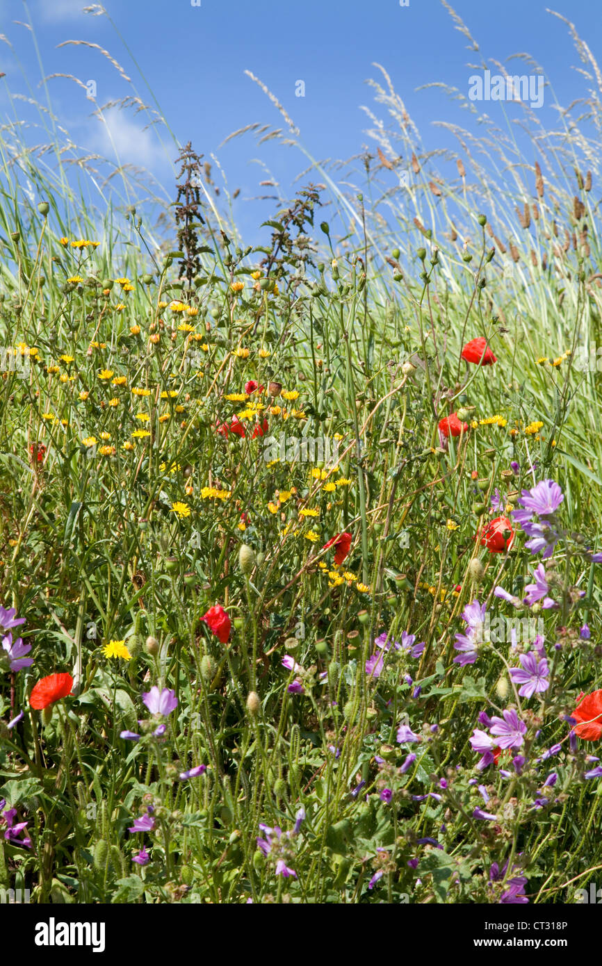 Roadside Verge. Poppies,Poppy & other British wild flowers at the