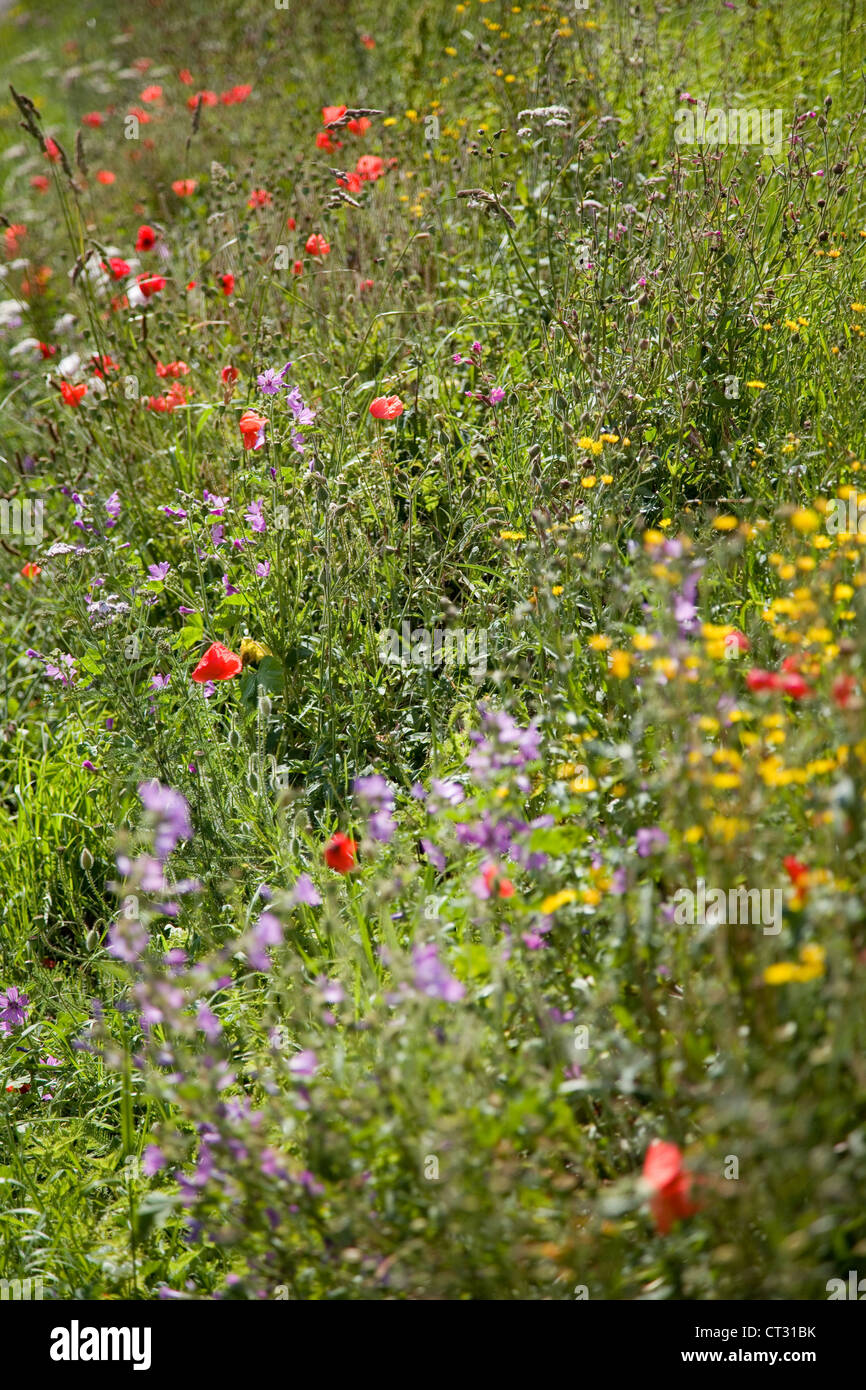 Roadside Verge. Poppies,Poppy & other British wild flowers at the