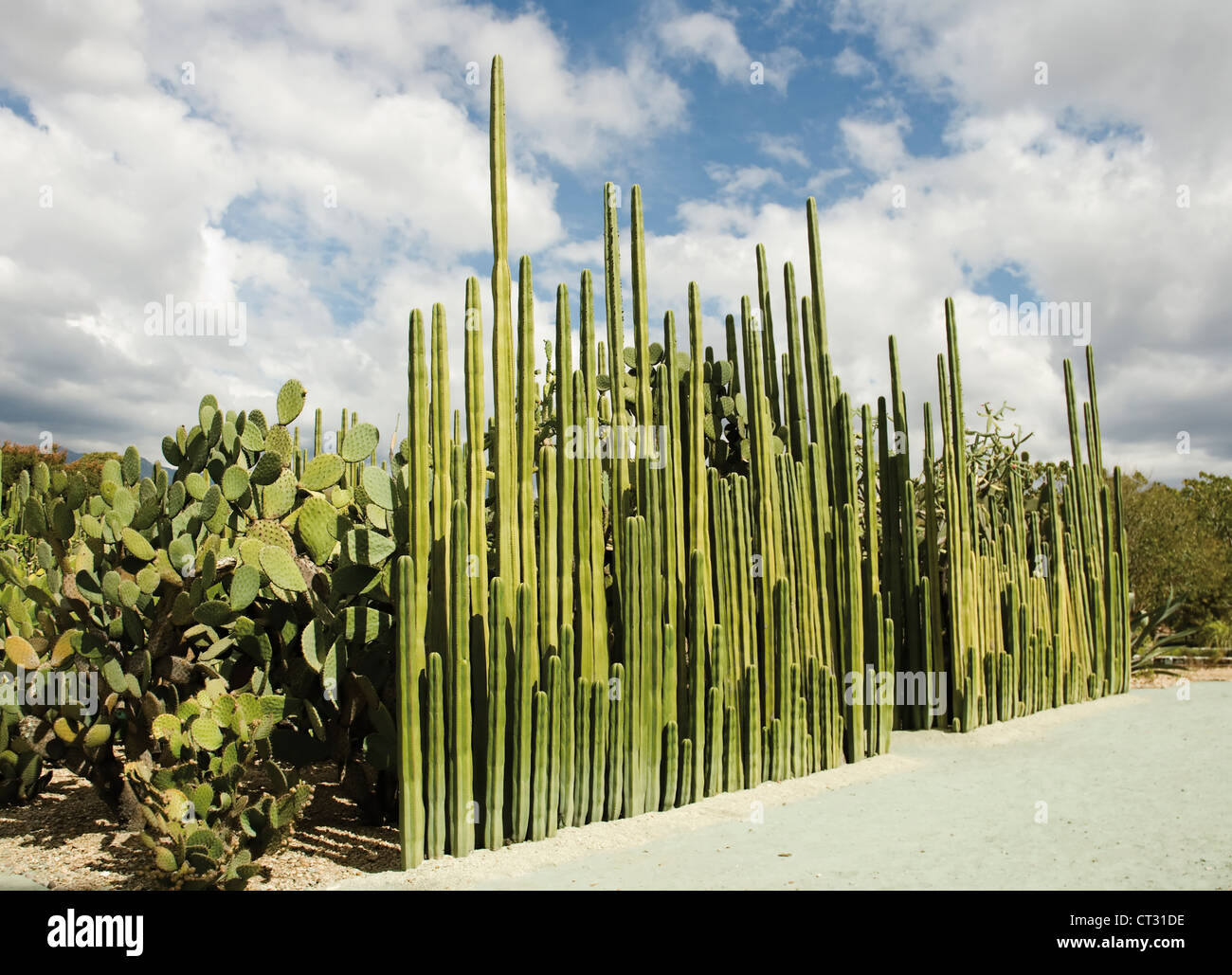 Pachycereus Marginatus, Cactus, Tall upright Mexican fence post cactus in front Prickly pear cactus, Opuntia palmadora. Stock Photo
