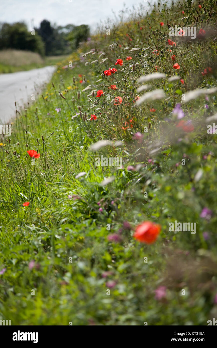 Roadside Verge. Poppies,Poppy & other British wild flowers at the