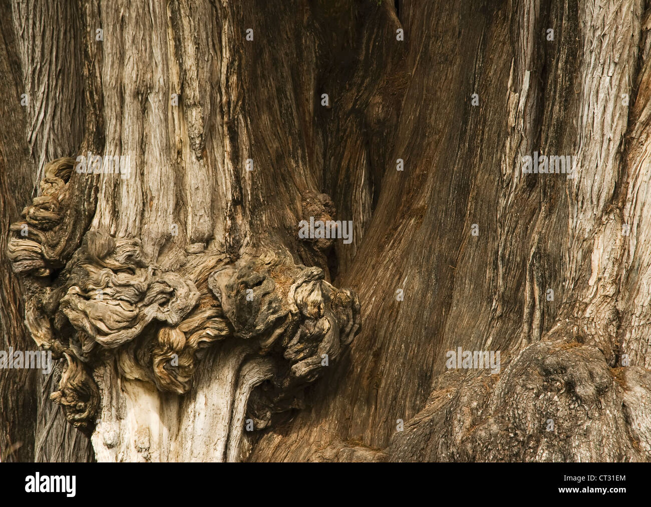 Taxodium mucronatum, Montezuma Cypress Stock Photo