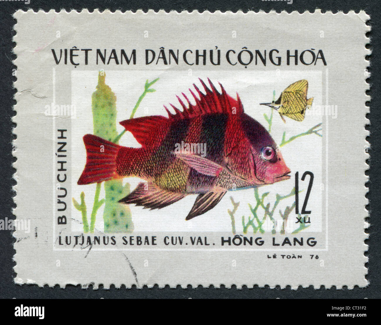 VIETNAM-CIRCA 1976: A stamp printed in the Vietnam, depicts a tropical fish Lutjanus Sebae Cuv. Val., Circa 1976 Stock Photo