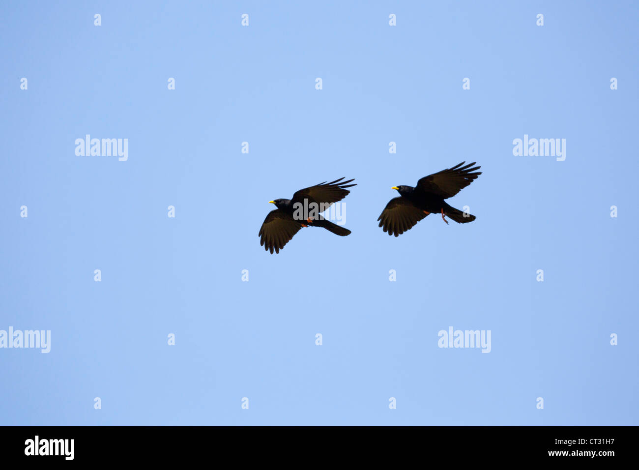 Alpine choughs ;Pyrrhocorax graculus; in flight; Spain Stock Photo