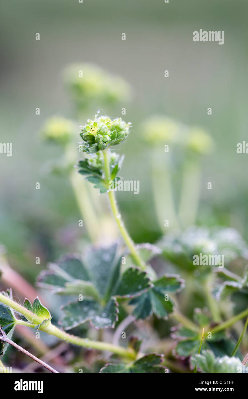 Alpine Lady's Mantle; Alchemilla alpina; Pyrenees; Spain Stock Photo