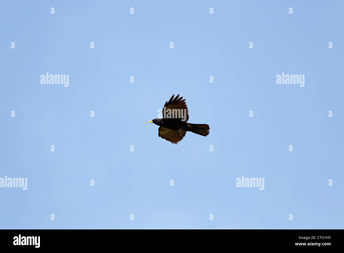 Alpine Chough; Pyrrhocorax graculus; in flight; Spain Stock Photo