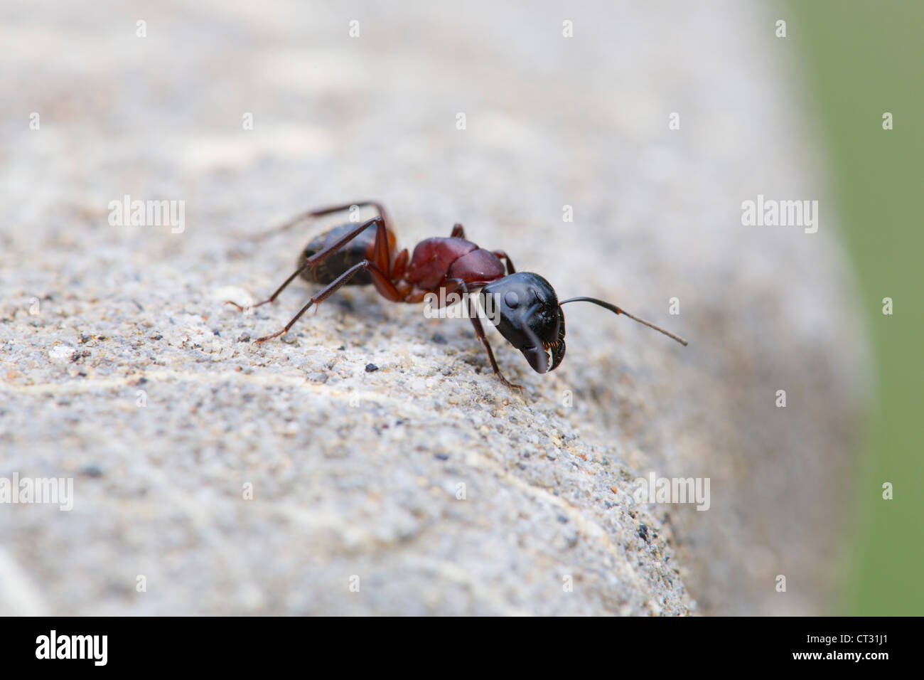 Ant on rock; close up; Spain Stock Photo