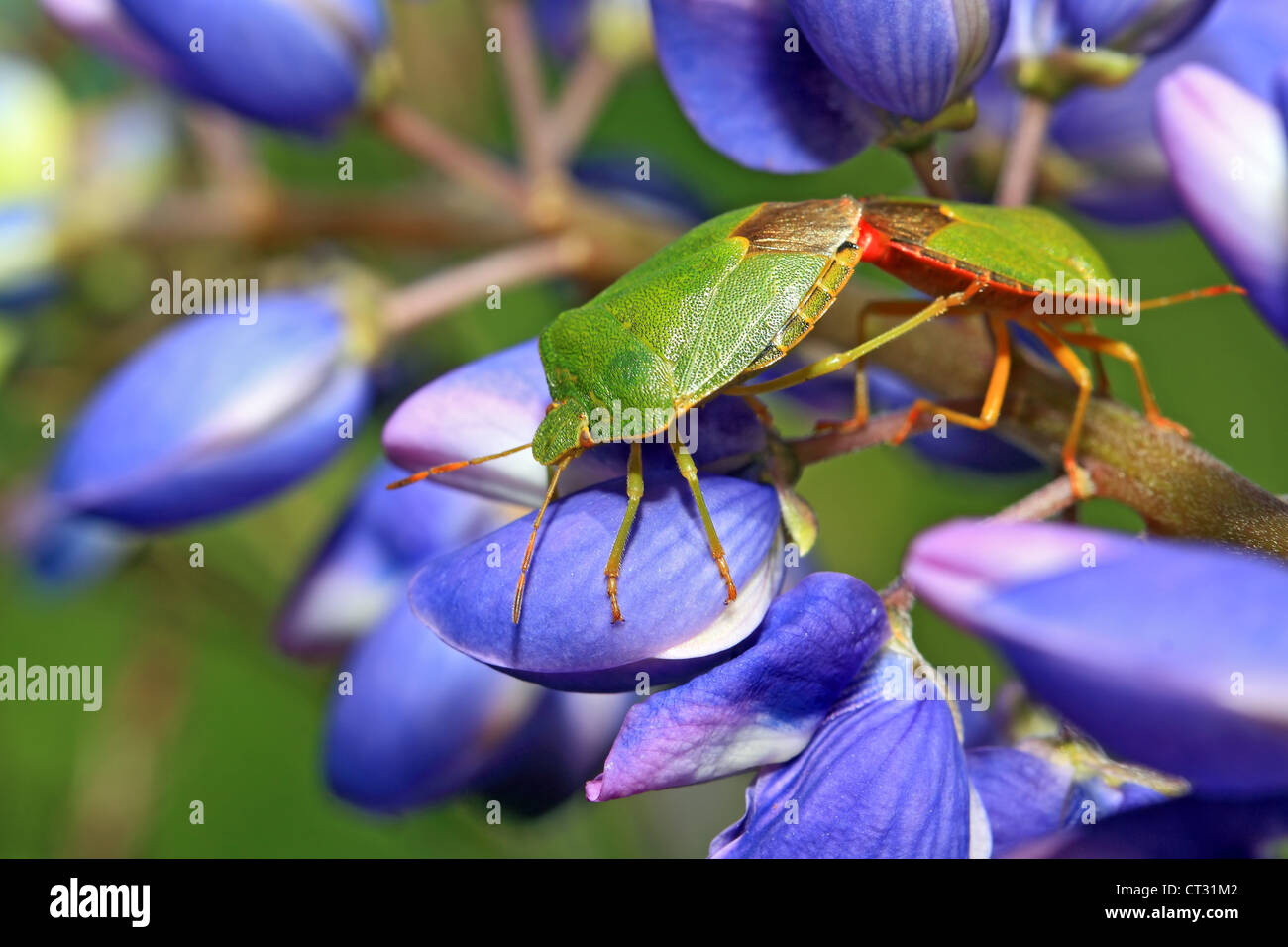 Bedbugs hires stock photography and images Alamy