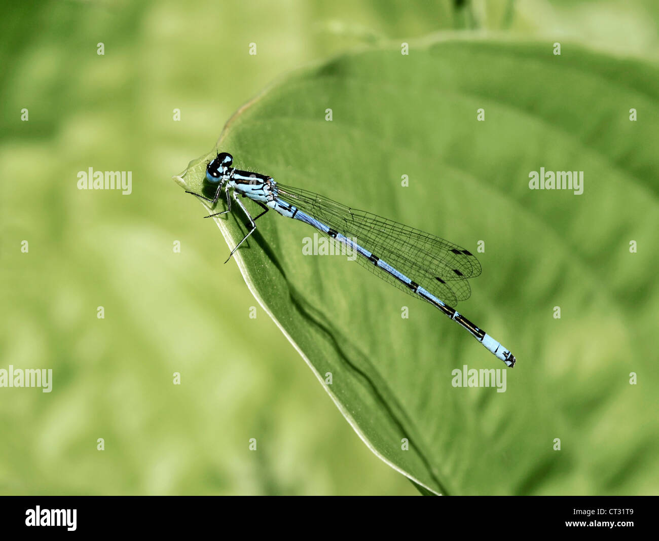 Damselfly on leaf Stock Photo - Alamy