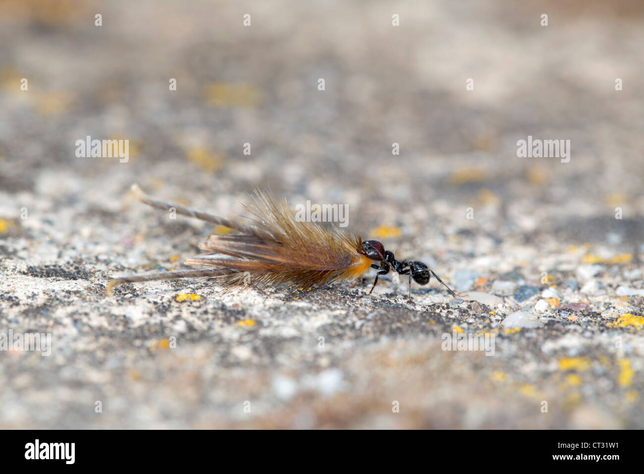 Ant with Wheat Husk; Spain Stock Photo