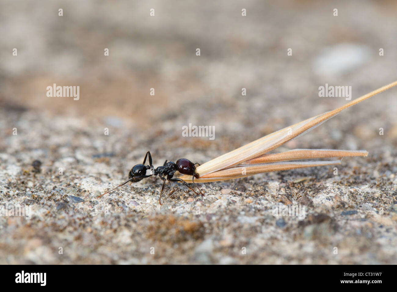 Ant with Wheat Husk; Spain Stock Photo