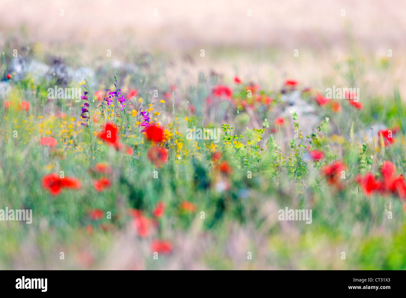Arable Flowers; meadow; Montgai; Catalonia; Spain Stock Photo