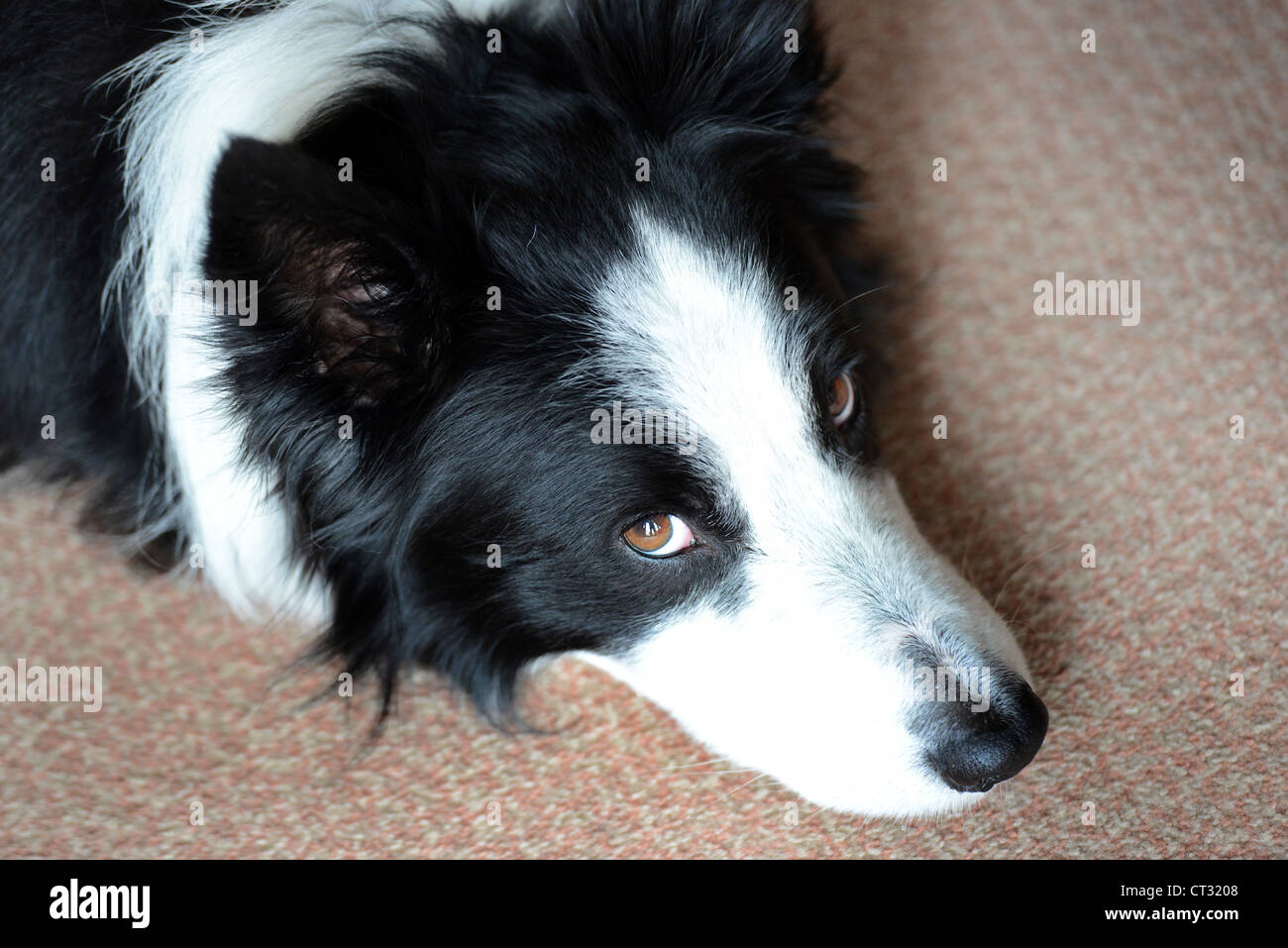 Border Collie dog Stock Photo
