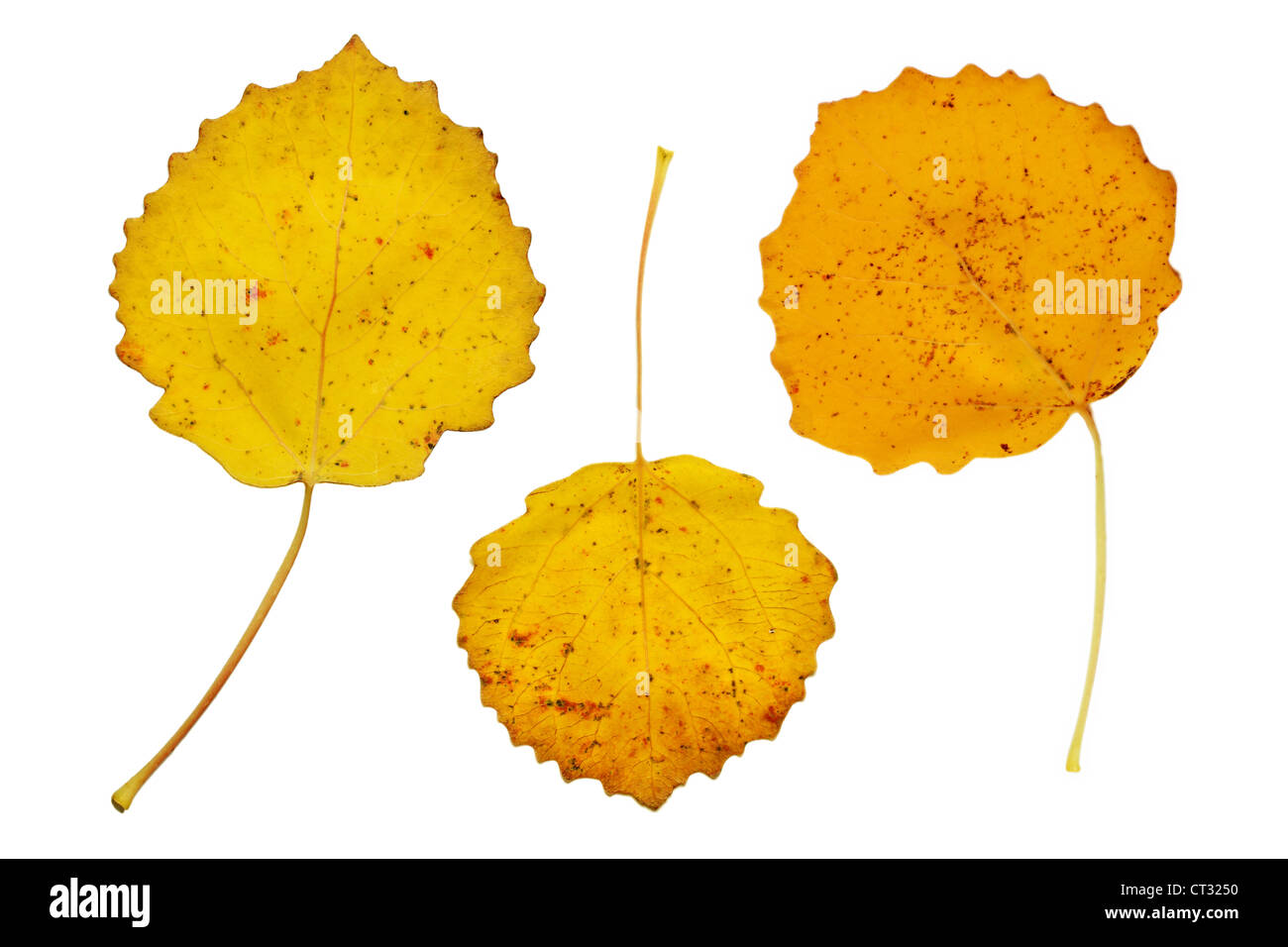 Three yellow autumn leaves of the aspen tree Stock Photo - Alamy