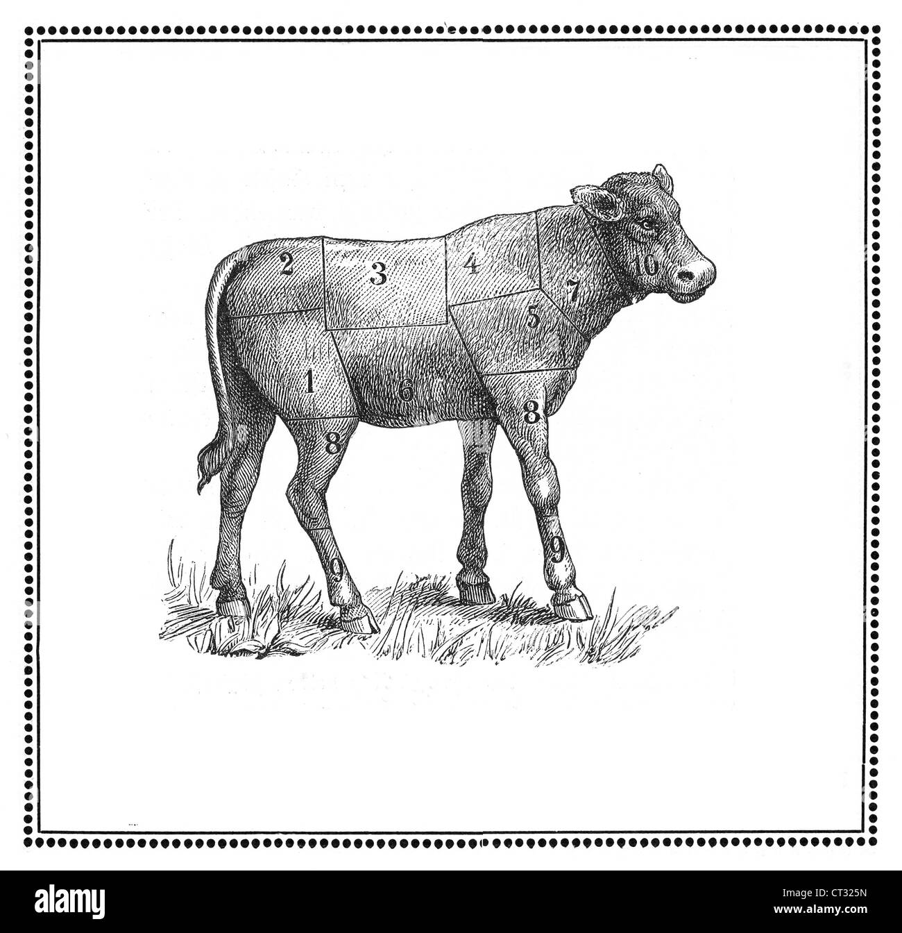 An old calf chart with numbered cuts. Stock Photo