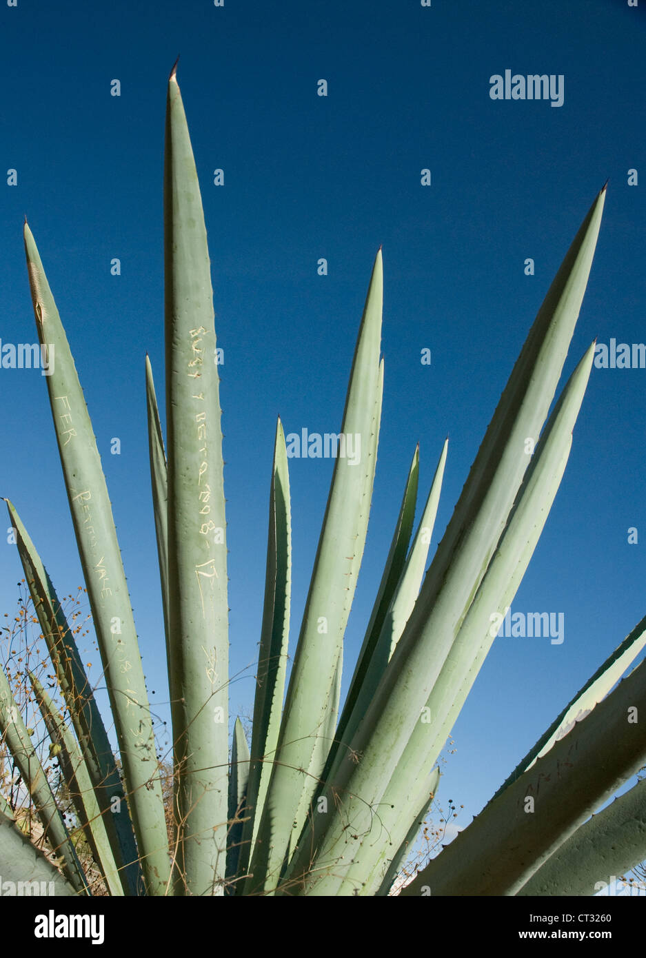 Agave tequiliana, Tequila agave, Succulent long leaves used in the production of the Mexican