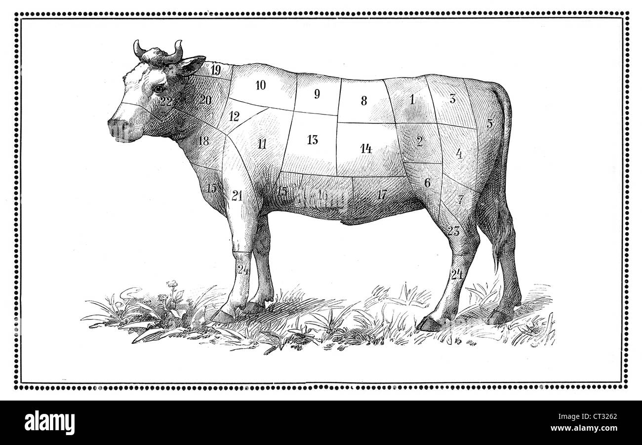 Beef Cuts Drawing Black And White Stock Photos Images Alamy Beef Cuts Drawing Black And White Stock Photos Images Alamy