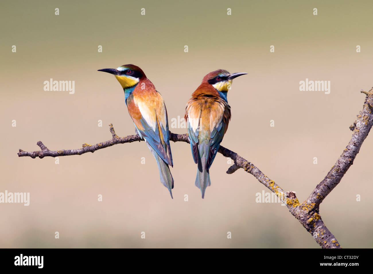 Two bee eaters merops hi-res stock photography and images - Alamy