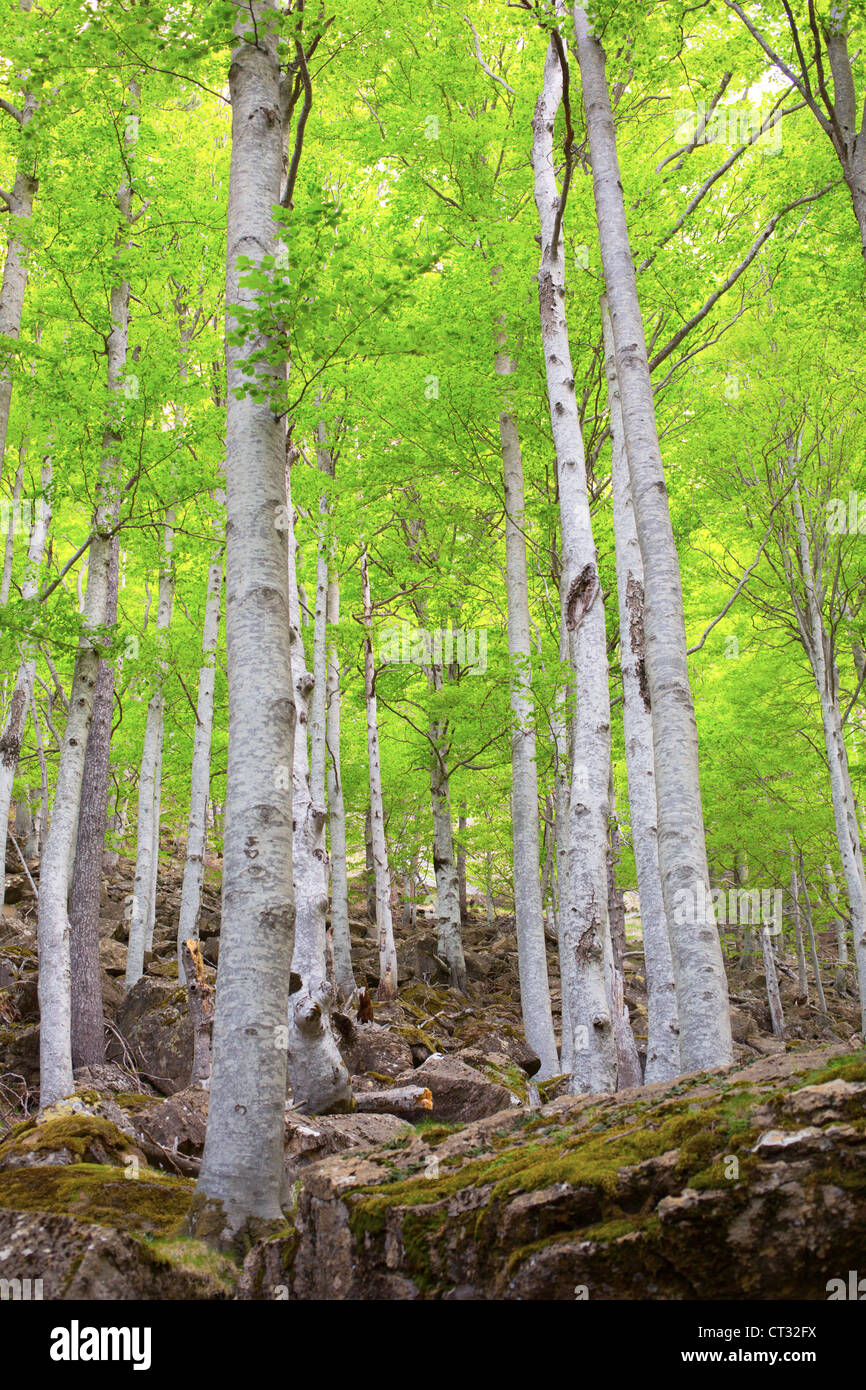 Beech Trees; Fagus sylvatica; Ordessa National Park; Huesca; Spain; Pyrenees Stock Photo
