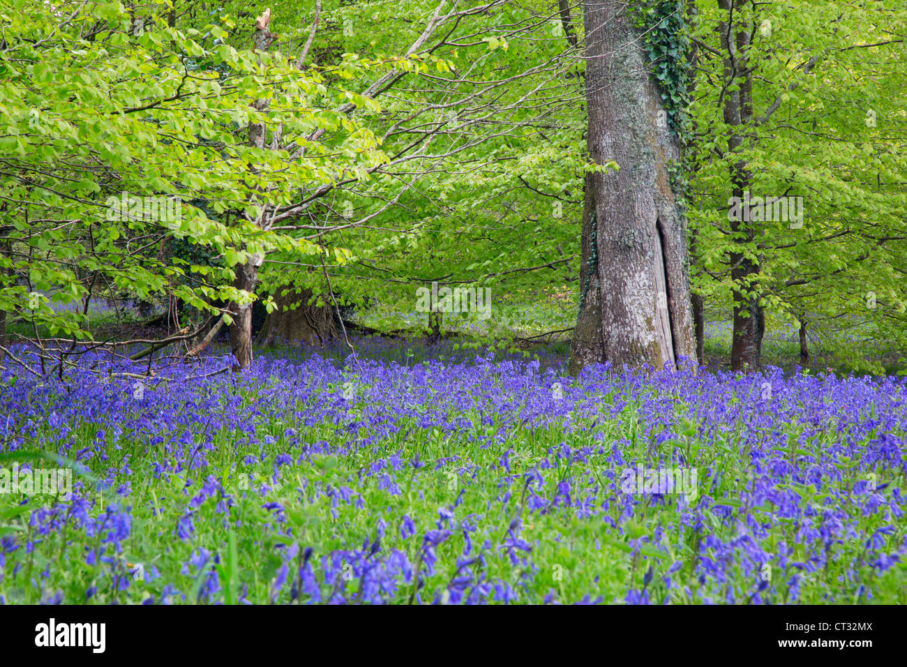 Bluebell Wood; Spring; Lanhydrock; Cornwall; UK Stock Photo