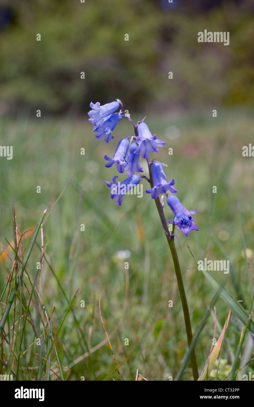 Spanish Hyacinth; Brimeura amethystina; Pyrenees; Spain Stock Photo