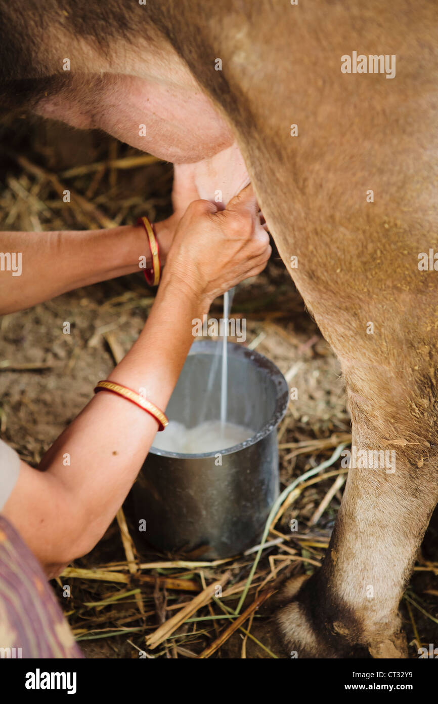 Woman milking cow, Gujarat, India Stock Photo - Alamy