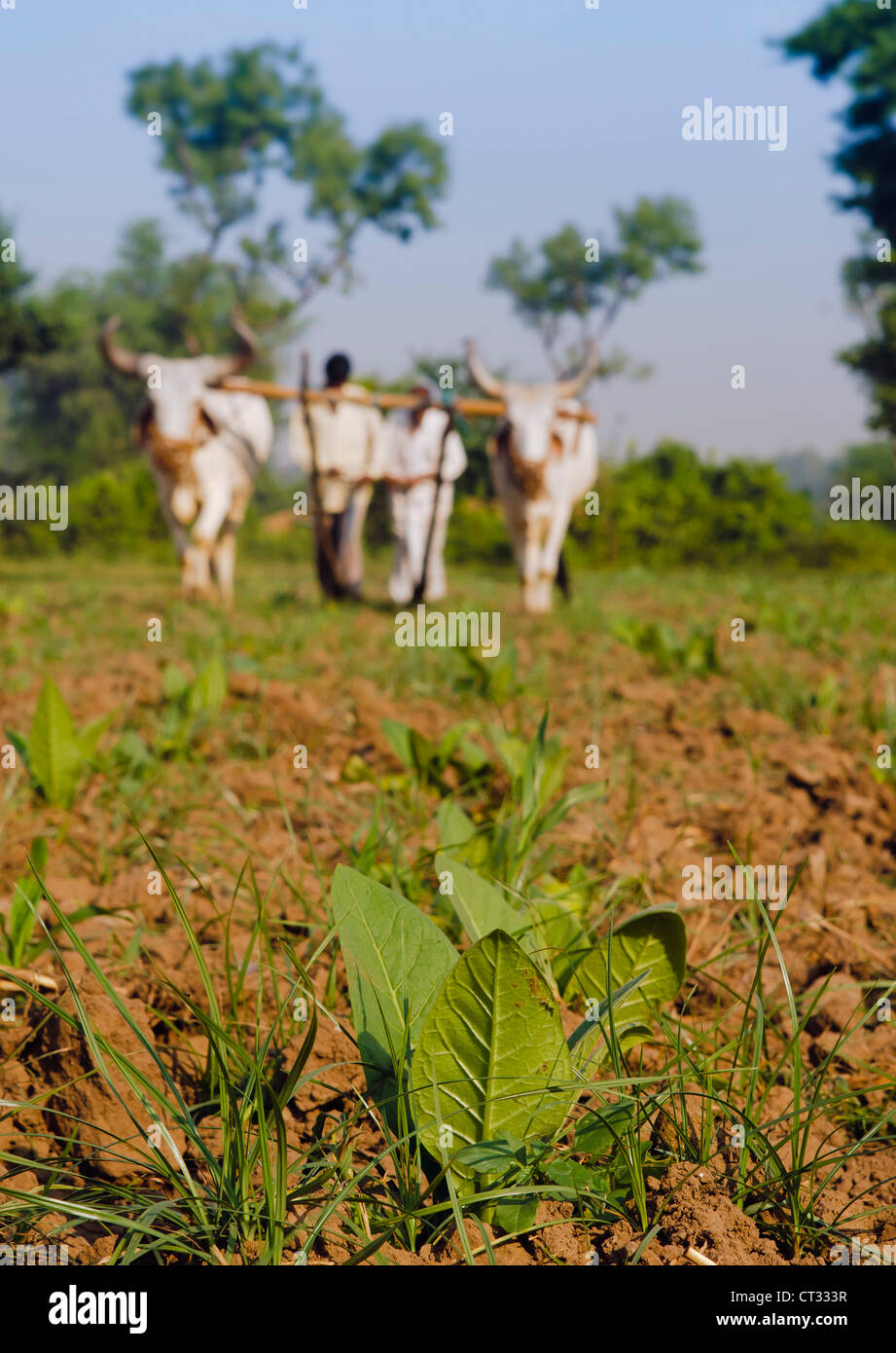Farmers ploughing tobacco fields with the traditional plough and cattle (Ankole-Watus), Gujarat, India Stock Photo