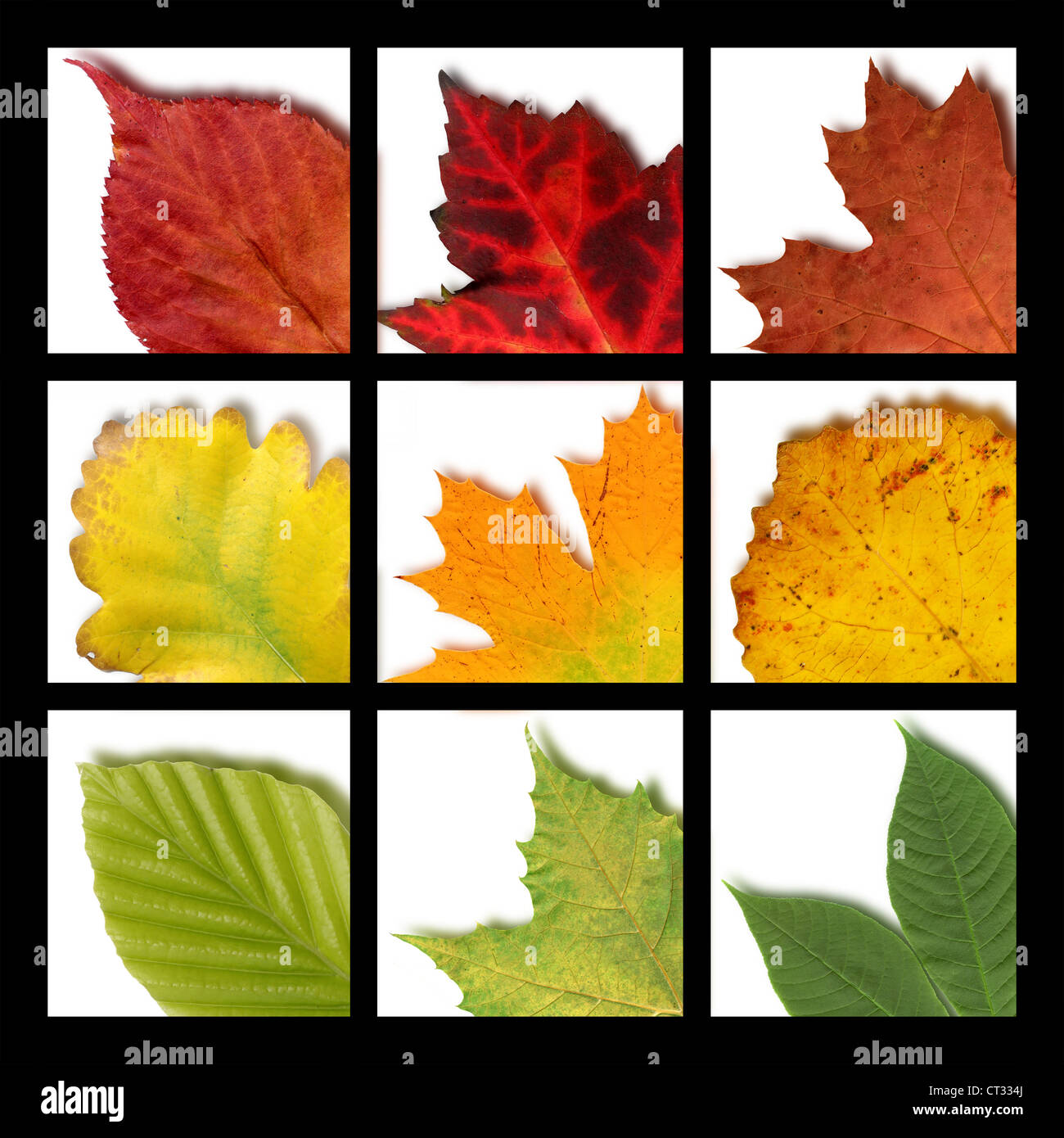 Mosaic with nine colored leaves from various trees Stock Photo - Alamy