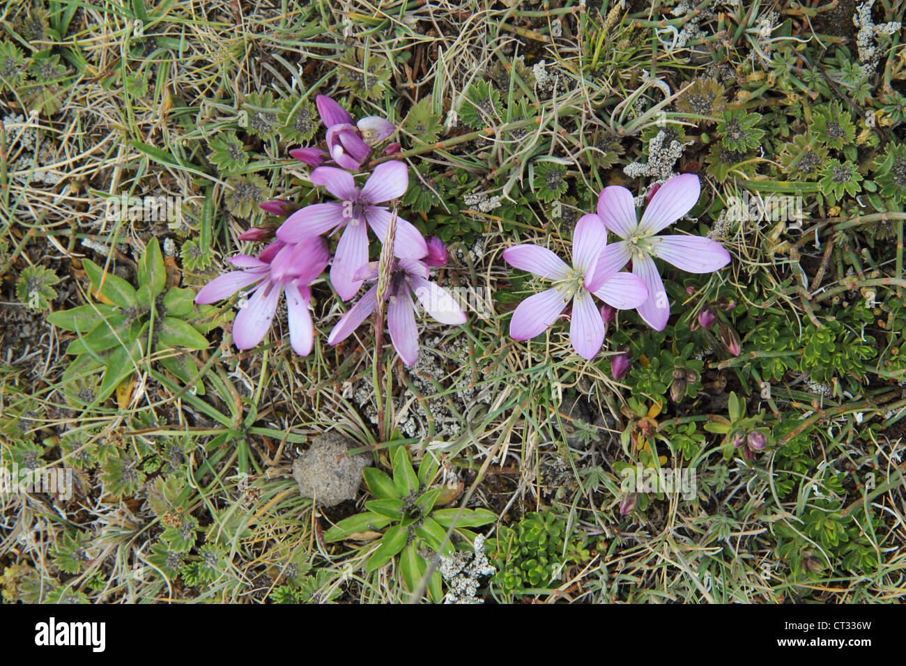 Dwarf gentians on the slopes of the Cotopaxi volcano in the highlands of Ecuador Stock Photo