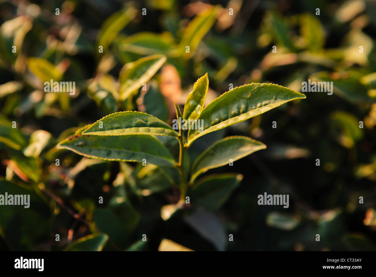 Young tea leaves growing on the bush, Himachal Pradesh, India Stock Photo