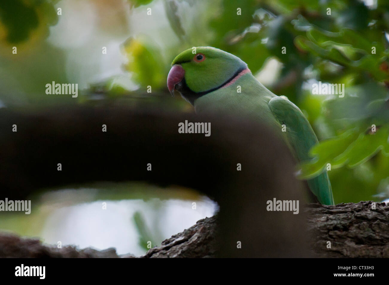 Ringnecked Parakeet (Psittacula krameri) Stock Photo