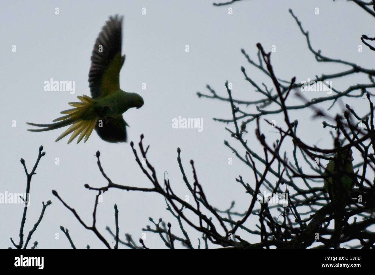 Ringnecked Parakeet (Psittacula krameri), Barnes Common, London Stock Photo