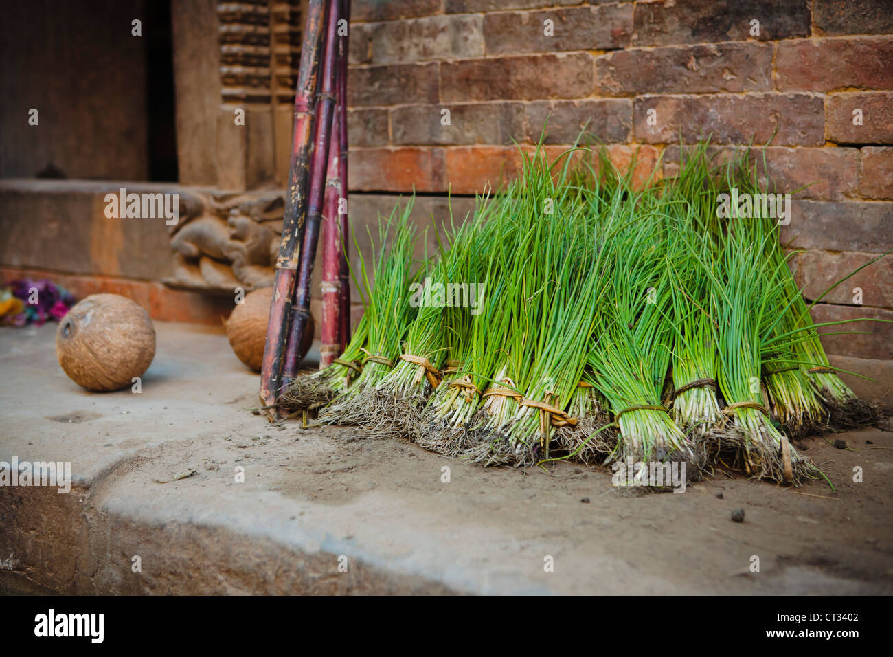 Rice plants, sugar cane outside home, Bagmati, Nepal Stock Photo
