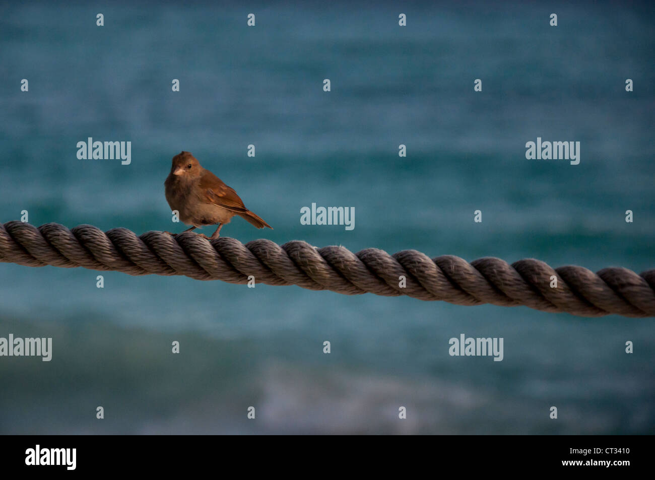 Barbados Bullfinch (Loxigilla barbadensis) resting on rope Stock Photo