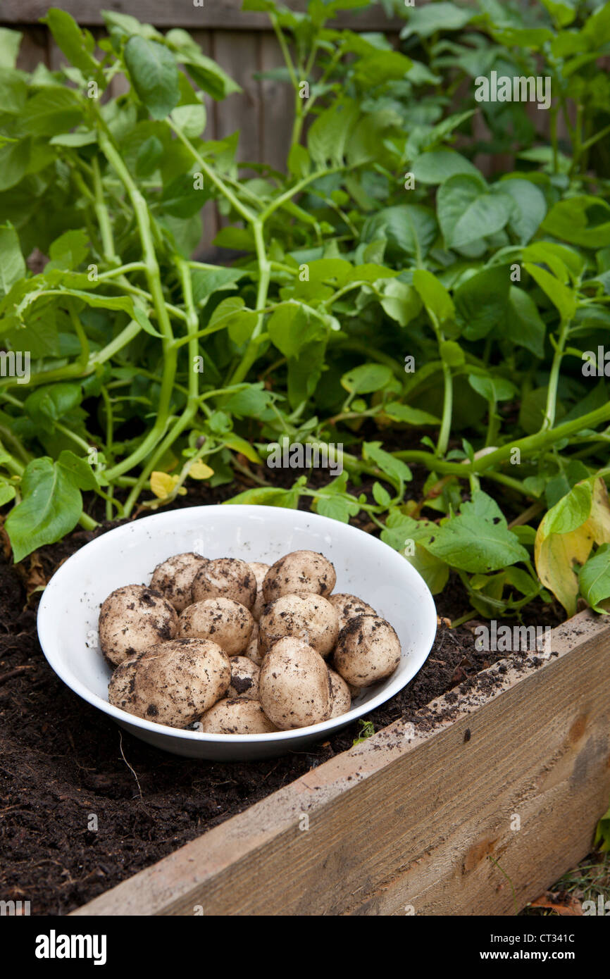 Freshly dug new potatoes in bowl placed in raised bed, UK Stock Photo