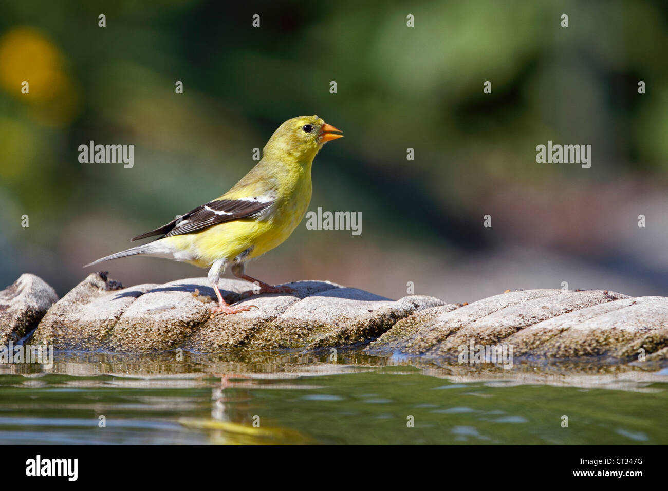 A female American Goldfinch, Carduelis tristis, at a birdbath. Richard DeKorte Park, Lyndhurst, New Jersey, USA Stock Photo