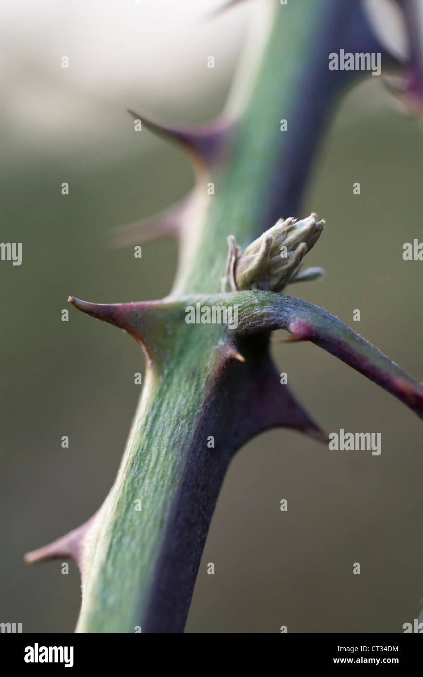 Rubus ulmifolius, Blackberry Stock Photo