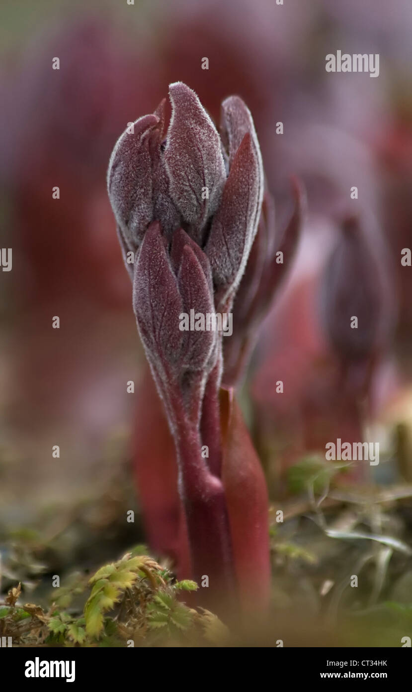 Paeonia mascula subsp. russoi, Peony Stock Photo