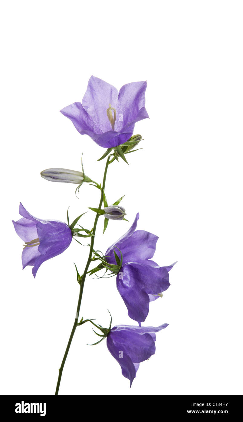 Wild Purple Flowers in full bloom on white background Stock Photo - Alamy