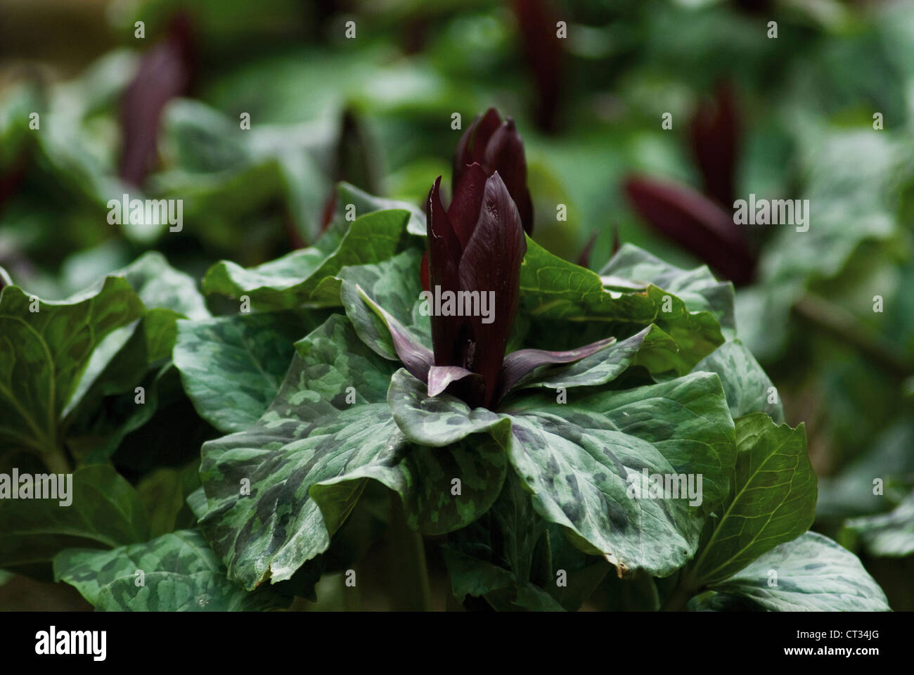 Trillium chloropetalum, Trillium Stock Photo