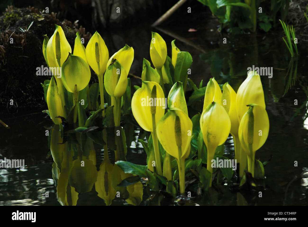 Lysichiton americanus, Skunk cabbage Stock Photo