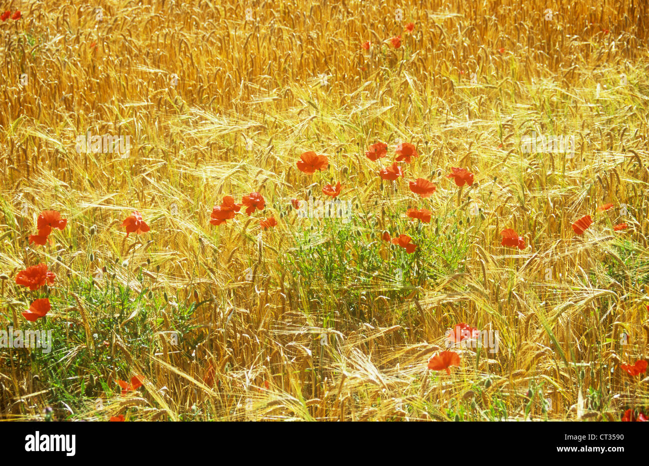 Hordeum distichon, Barley Stock Photo - Alamy