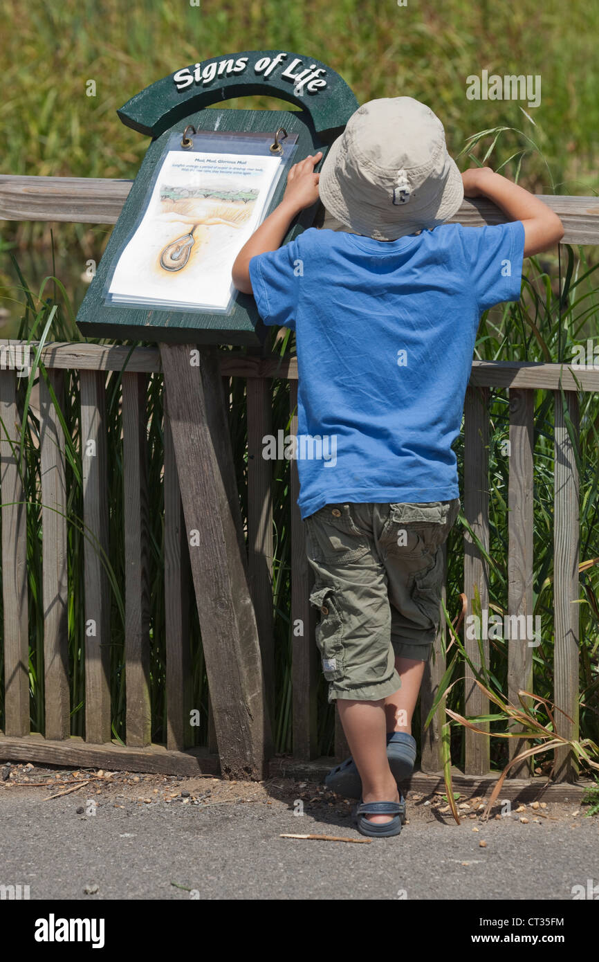 Interpretative graphic sign with young student. London Wetland Centre. WWT. Barnes. Stock Photo
