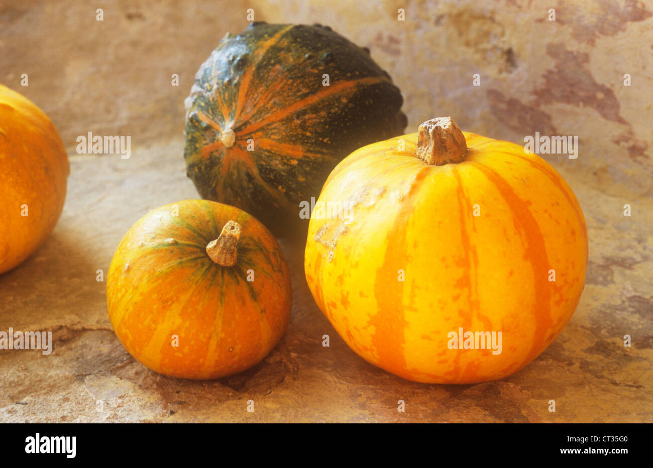Curcubita pepo, Pumpkin, Squash Stock Photo