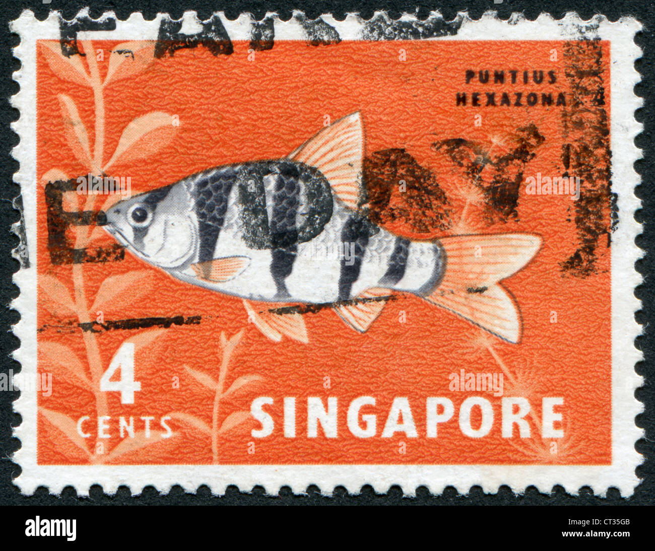 Postage stamps printed in Singapore, is depicted toy fish the pentazona barb (Puntius pentazona), circa 1981 Stock Photo