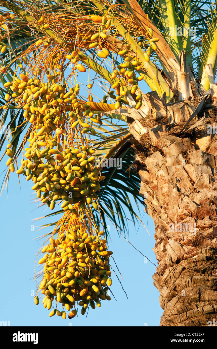 Phoenix, Palm, Date palm Stock Photo Alamy