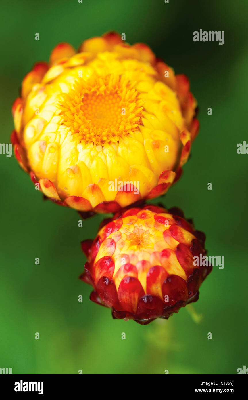 Helichrysum, Everlasting flower Stock Photo