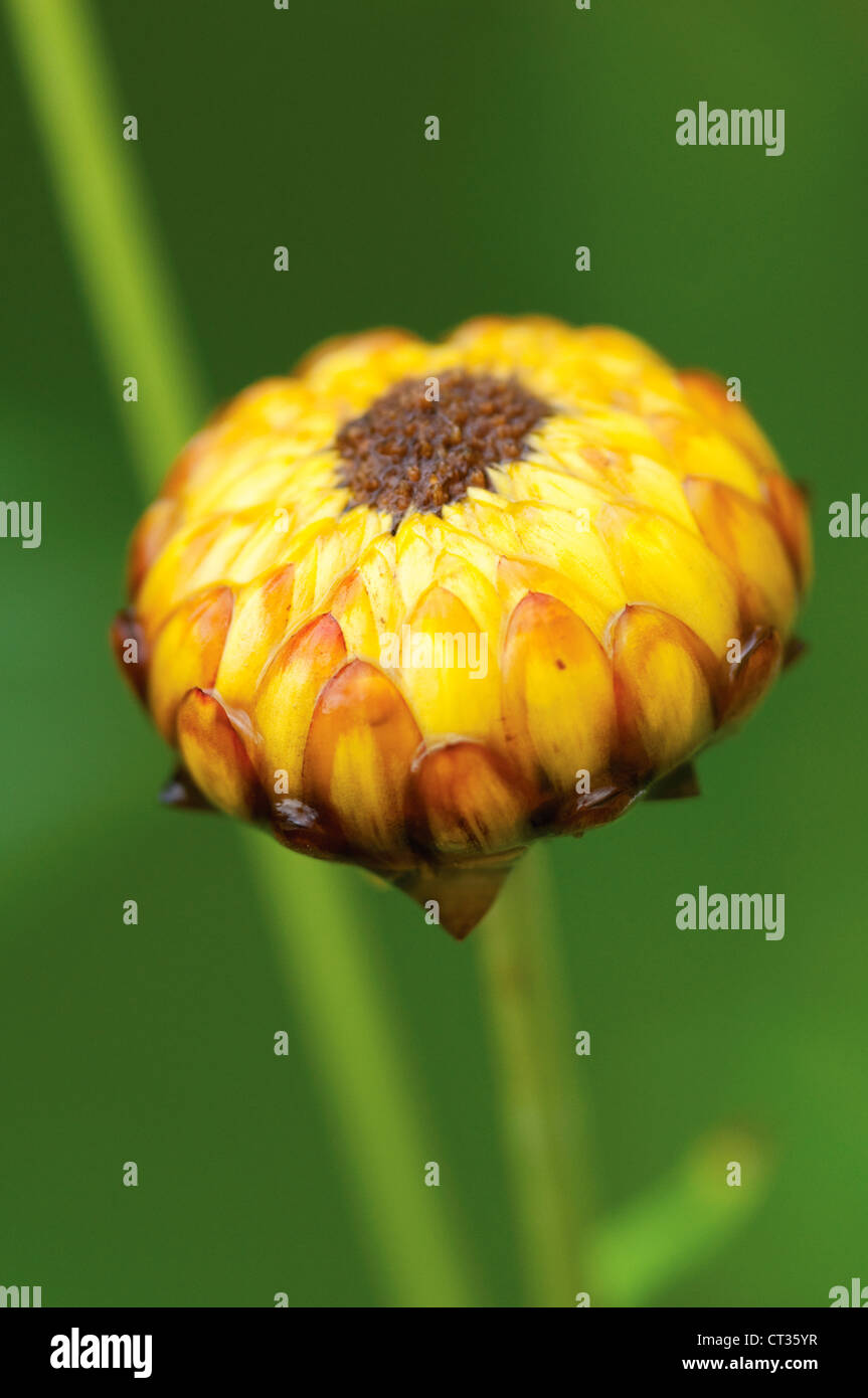 Helichrysum, Everlasting flower Stock Photo