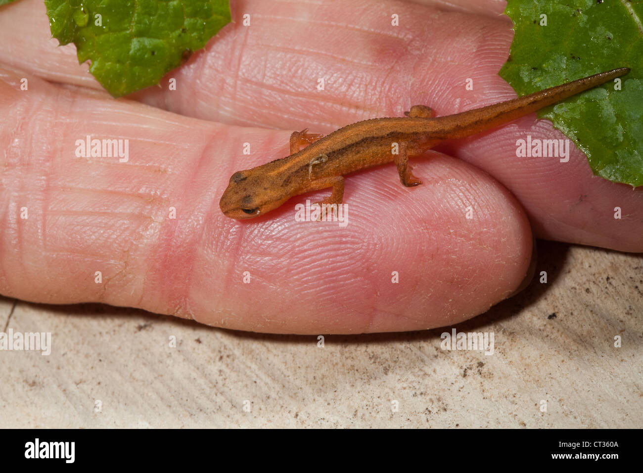 Smooth Newt Lissotriton (Triturus) vulgarise. Metamorphosed newt tadpole from previous year, held on a dampened finger. Found alongside a garden pond. Stock Photo