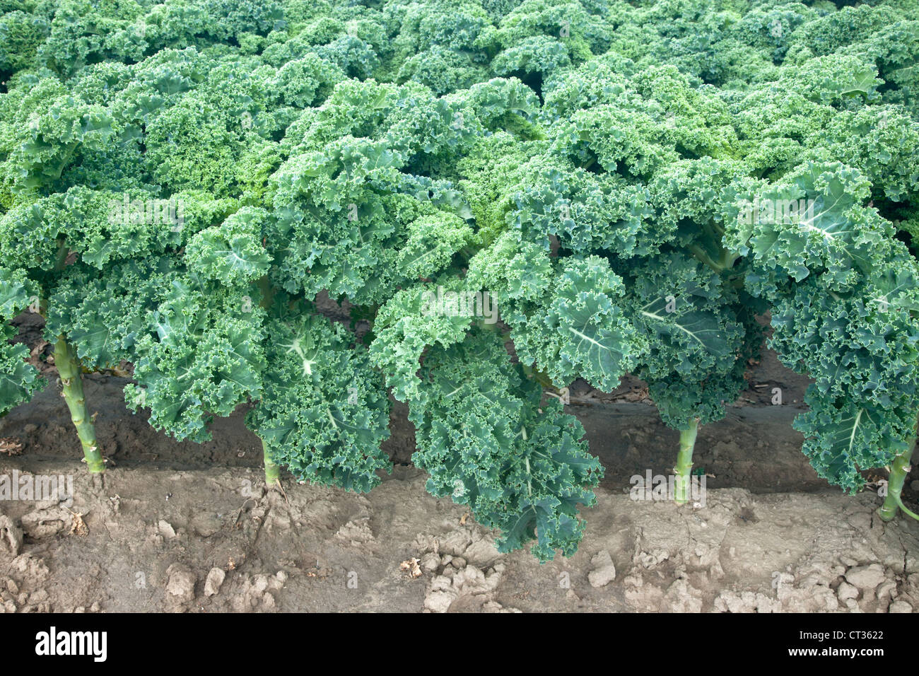 Green Kale, organic, growing. Stock Photo